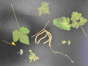 étude plante