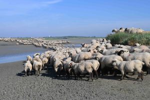 Élevage de moutons de prés-salés en Baie de Somme